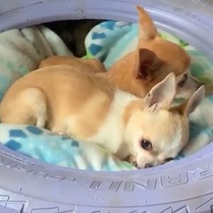 Meet your Posher, Kyra